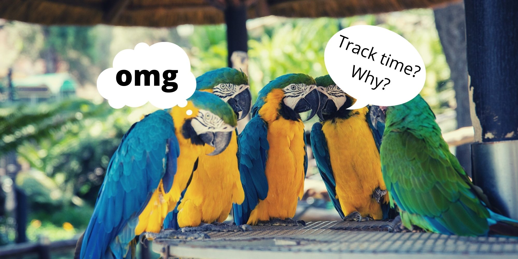 Parrots discussing time tracking